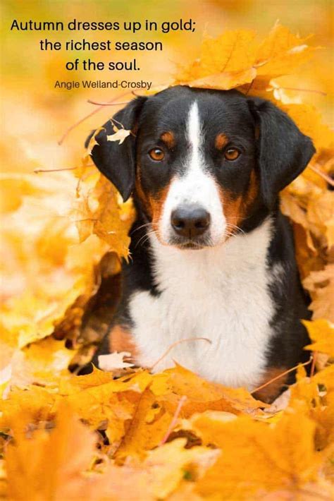 Fall Pictures With Dogs Fall Quotes On Dog Pics And A Lab With A