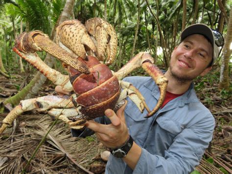 Meet The Coconut Crab The Worlds Largest Land Crab With A Powerful