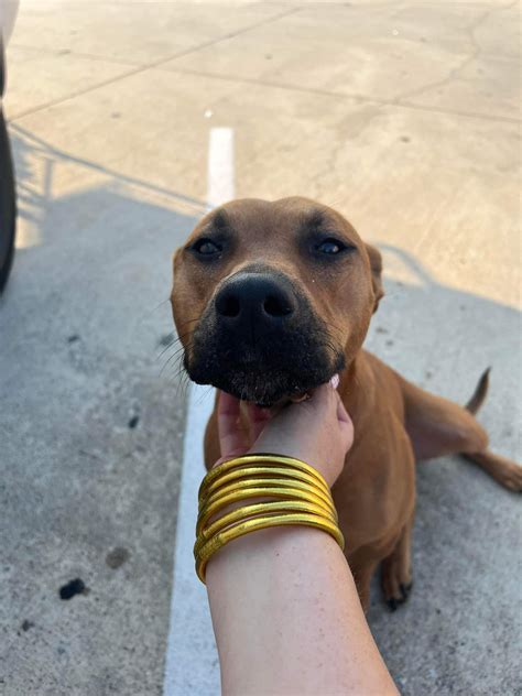 Shreveport Bossier Lost & Found Pets - Home