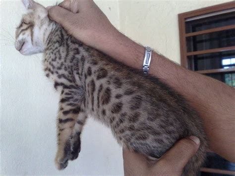 We show our cats in the international cat association (tica). Bengal Kittens FOR SALE ADOPTION from Selangor Klang ...