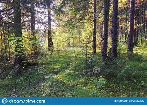 Autumn Landscape At Sunset In The Coniferous Forest The Rays Of The