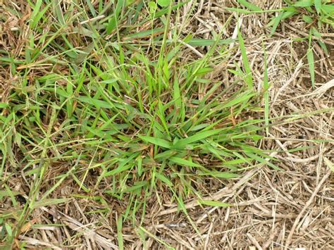 Sebagai salah satu jenis rumput pakan ternak, rumput grinting memang baik untuk kesehatan hewan ternak. Rumput Grinting - Mewarnai Sketsa Gambar Rumput Teki ...