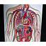 Anatomical Human Circulatory System Model  Organs – Store Medical Models