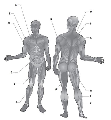Muscular System Diagram Quizlet