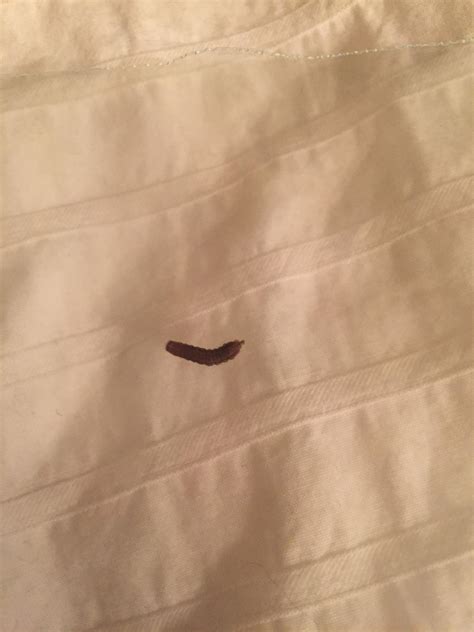 Small Brown Worm In Bed Rwhatsthisbug
