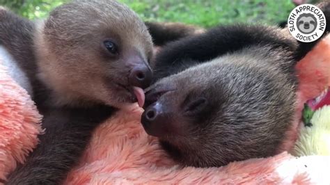 The Cutest Baby Sloth Kisses Youtube