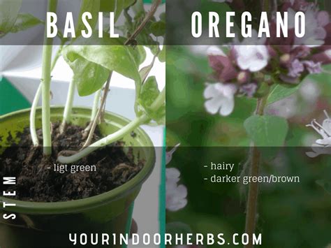 Basil Vs Oregano Comparison Stem Your Indoor Herbs And Garden