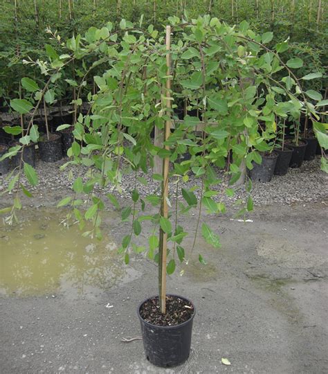 Shrub, hedge, specimen, miniature tree. Buy Dwarf Weeping Willow Tree online from UK supplier of ...