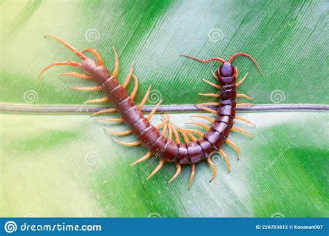 Centipedes Are Poisonous Animals Stock Photo Image Of Exotic Danger
