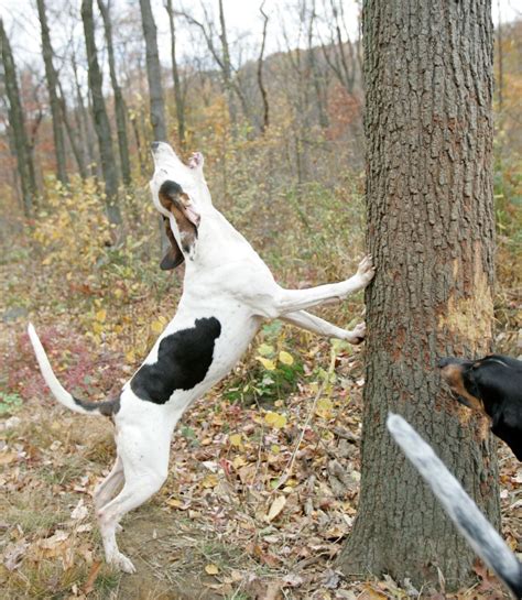 Treeing Walker Coonhound One More Chase Through The Woods Showsight