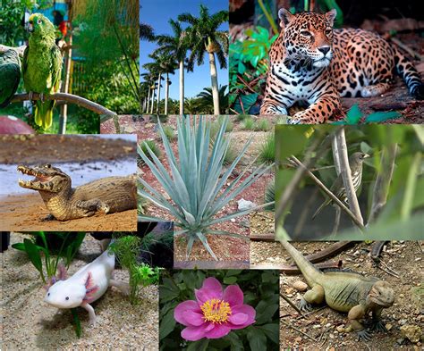 O'que é Uma Especie Endemica