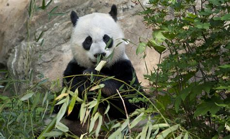 Giant Panda Smithsonians National Zoo