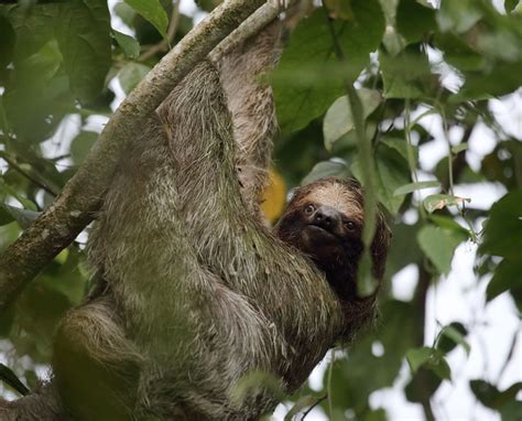 Sloth Poop Dance X Post From Roffbeat Sloths