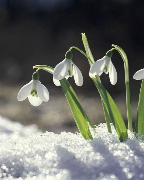 They also make fantastic dry flowers, losing only a slight amount of color, but very little shape. 15 Best Winter Flowers - Flowers That Bloom in Winter
