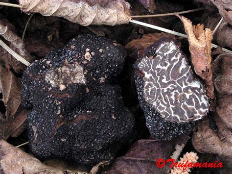 Tuber brumale full description