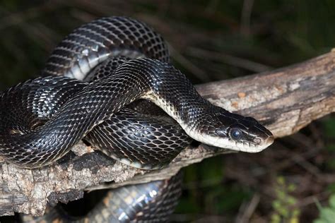 Black Rat Snake Black Rat Snake Kansas 1507 Cagephotos Rat Snake