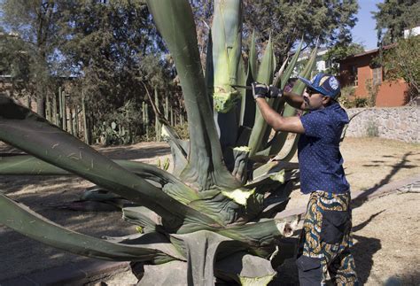 Edible hibiscus flowers near me. Harvesting Edible Agave Flowers in Texacoco | SALAD for ...