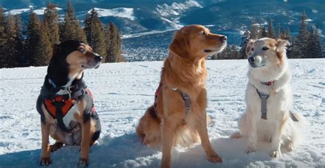 Meet Colorados Mountain Rescue Dogs