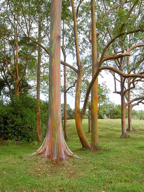 Rainbow Eucalyptus An Unusual Tree With A Multicoloured Trunk Owlcation