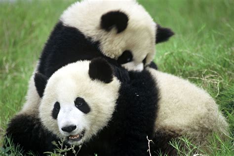 What Do Pandas Eat And Other Giant Panda Facts Stories Wwf