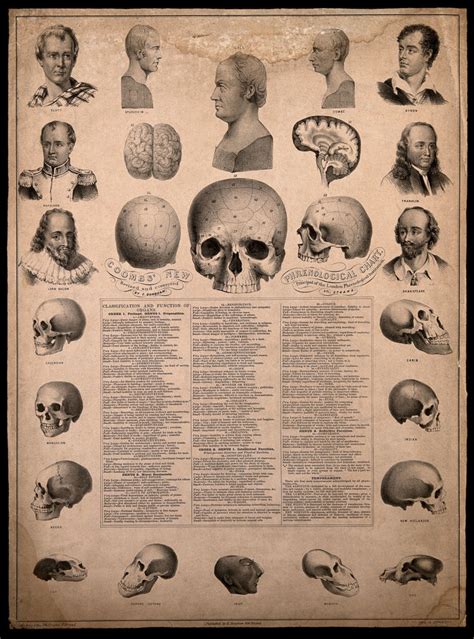 Phrenological Chart With Portraits Of Historical Figures And Illustrations Of Skulls Exhibiting