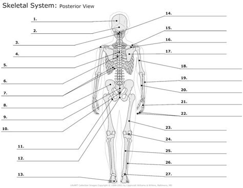 Skeletalsystem Posteriorview