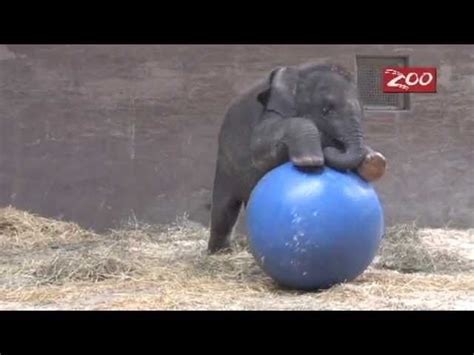 Oh Nothing Just A Baby Elephant Trying To Ride A Giant Ball Elephant