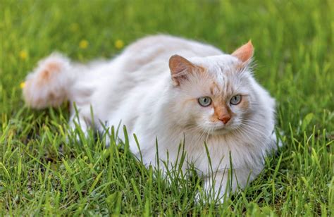 10 Cat Breeds With Ear Tufts With Pictures Hepper