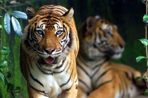 However, it is home to some of the most dangerous creatures on habitat: Malaysian officials save endangered Malayan tiger