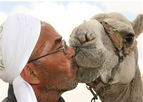 Man Kissing Camel Near Sphinx In Cairo David Dennis Flickr
