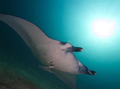 Reef Manta Ray Stock Photo Image Of Indian Ocean Remora 45202162