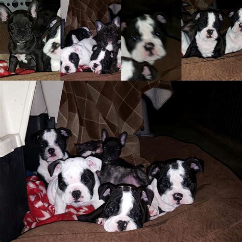 Professional and reputable english bulldog breeders since 1998 proudly presents our most recent litter of english bulldog puppies. French Bulldog puppies and English Bulldog puppies for ...