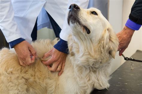 Can Vaccines Cause Lumps In Dogs