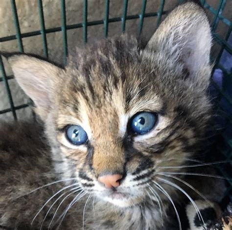 Purchase a new versahandler® telescopic tool carrier from participating dealers in canada and receive 0. Story of baby bobcats found on San Antonio's Northeast ...