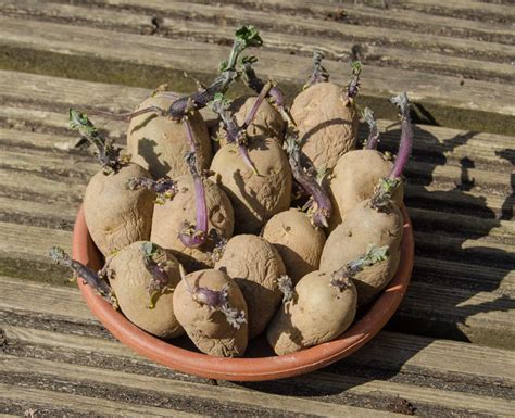 How To Grow Potatoes In Bags And Pots Easy Step By Step Guide