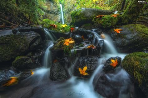 Dry Creek Falls The United States Autumn Flux Forest Vegetation