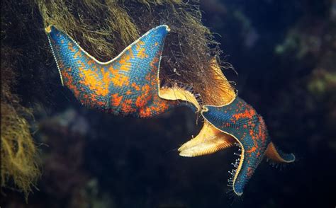 Alexander Semenov Underwater Pictures Underwater Life Life Aquatic