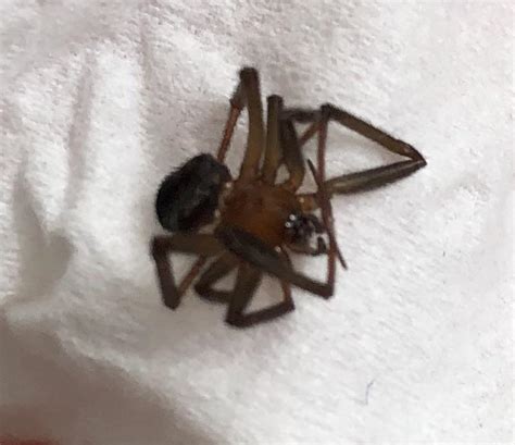 Dead Spider Found On Floor Brown Recluse Rspiders
