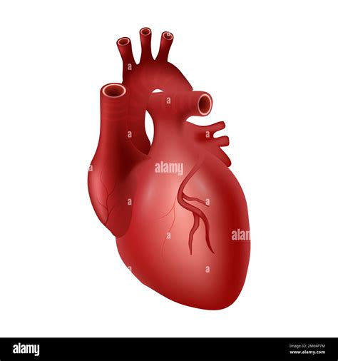 Illustration Circulatory System Cut Out Stock Images And Pictures Alamy