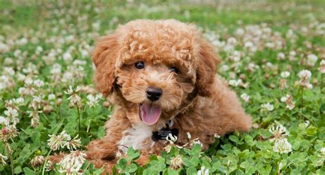 Bichon Poodle Mix The Bich Poo Teddy Bear Puppy