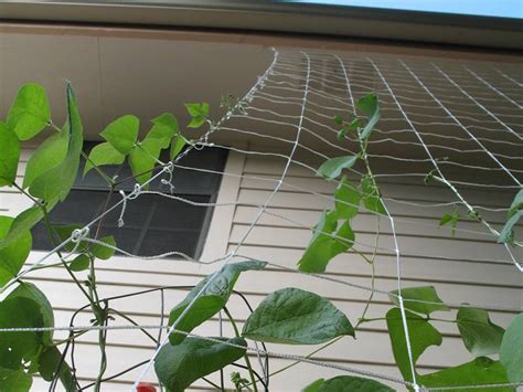The mesh used is green mesh netting and is uv stabilised for long life. Trellis Netting Supporting Climbing Plant: Tomato, Pea ...