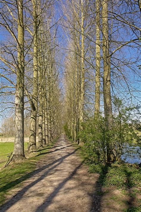 Path Along A Sunny Meadow With Lane Of Bare Trees In Scheldt Valley