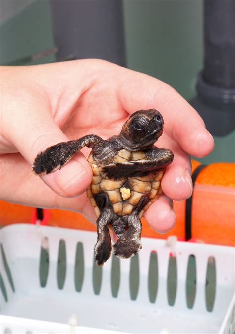 Marp Caring For Rescued Loggerhead Sea Turtle Hatchling