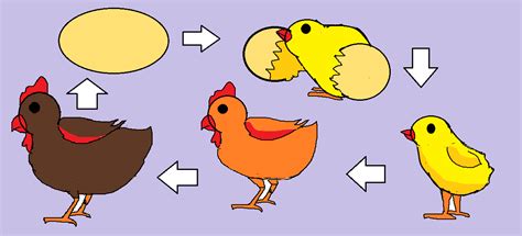 Cara menggambar ayam betina youtube. Paling Keren 15+ Gambar Kartun Pertumbuhan Ayam - Gani Gambar