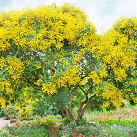 Árbol De Flores Amarillas — Fotos De Stock © Alinamd 45562645