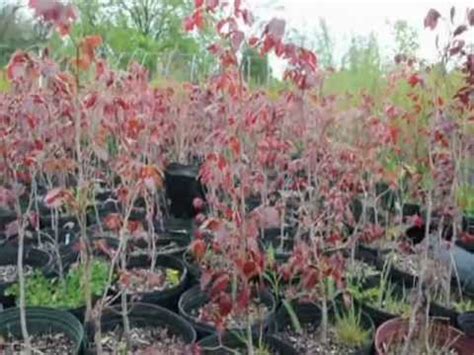 Grows the same as river's beech but leaves have a striking pink and white edge. European Copper Beech Potted 3 ft Trees - YouTube