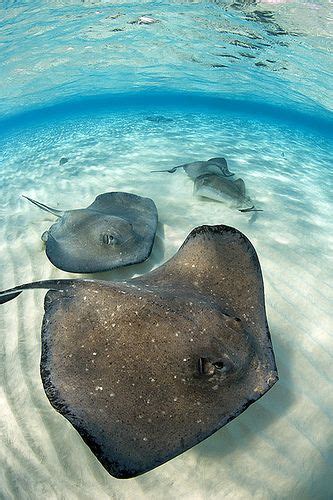 Stingray Sandbar Grand Cayman 3484 2 Beautiful Sea Creatures Sea