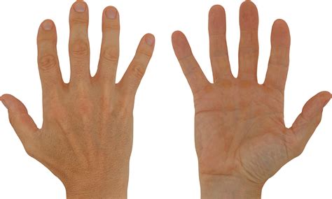 2 X Male And Female 3d Hand Models White 40 Years Old