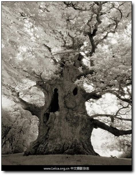 Old Trees Pinterest For Ipad All Nature Nature Tree Amazing