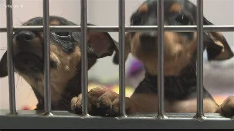 Polk County works to empty shelters and become a no-kill county | wtsp.com